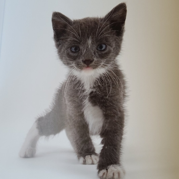 Book "Shelter Cats" by Michael Kloth - Picture 7 of 12